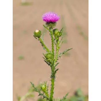 GREEN Milk Thistle