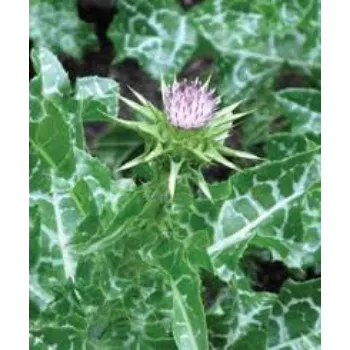 Natural Milk Thistle