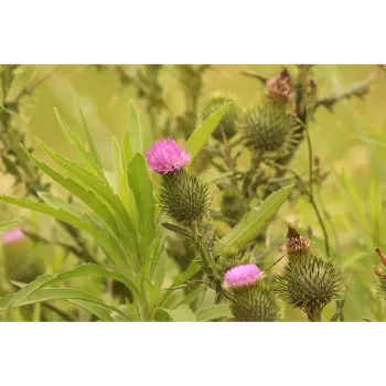  Milk Thistle