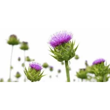 Pink Milk Thistle