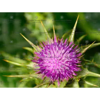 Natural Milk Thistle