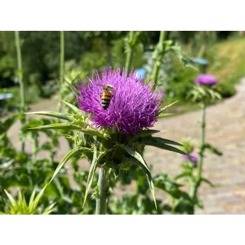 Milk Thistle