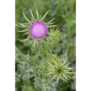 Natural Milk Thistle