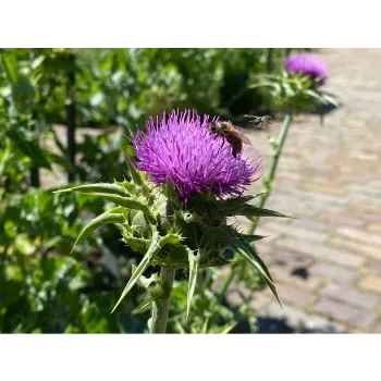 Natural Milk Thistle