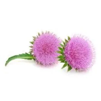 A.p. Flower Mart   Milk Thistle