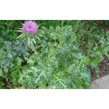 Rare Milk Thistle