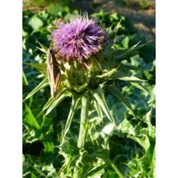 Common Milk Thistle