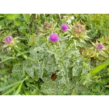 Natural Milk Thistle