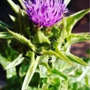Milk Thistle