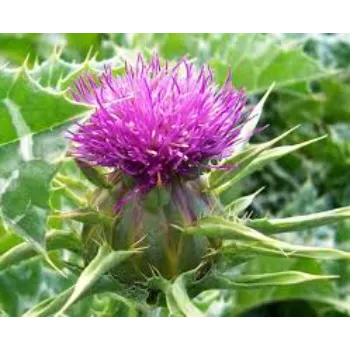 Organic Milk Thistle
