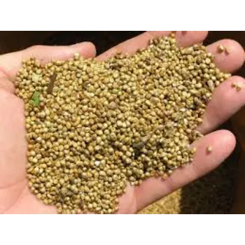Organic Millet Seed