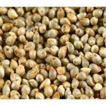 Organic Millet Seed