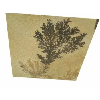 Solid Mint Sandstone