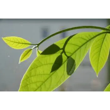 Organic Dried Mango Leaves