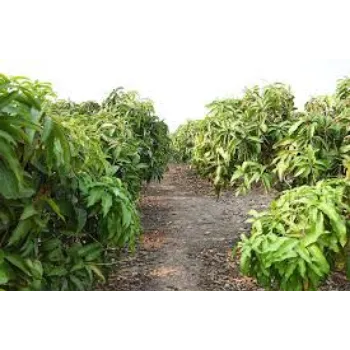 Dried Mango Leaves