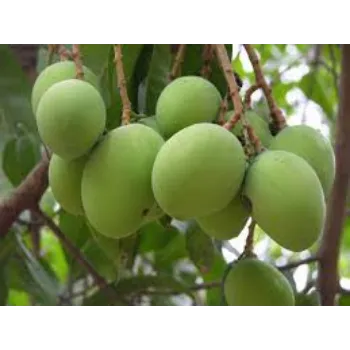 Mango Plant Manufacturer