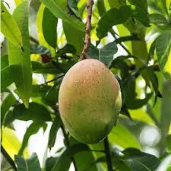 Mango Plants Manufacturer