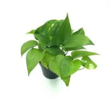 Rare Money Plant