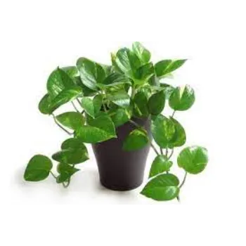 Organic Money Plant
