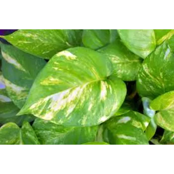 Natural Money Plant