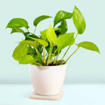 Natural Money Plant