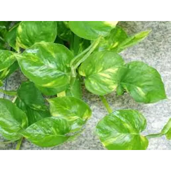 Natural  Money Plant