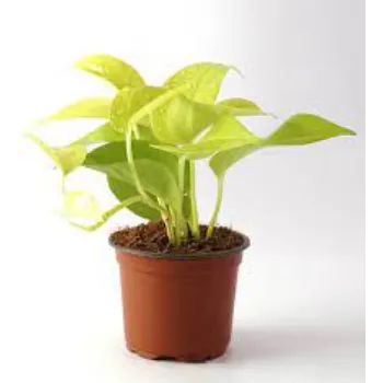 Natural Money Plant