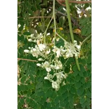 Moringa Leaves
