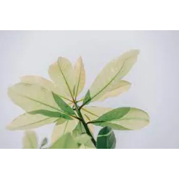 Moringa Leaves