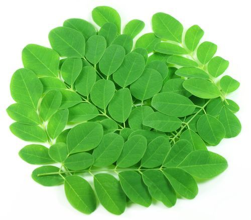 Green Moringa Leaf