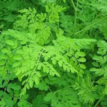 RAJESWARI NURSERY Moringa Leaves