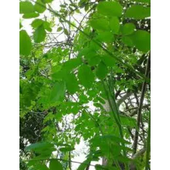 Natural Moringa Leaves