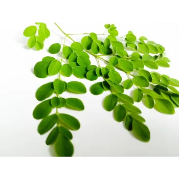 Moringa Leaves