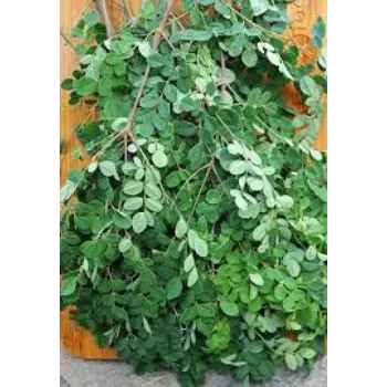 Natural Moringa Leaves