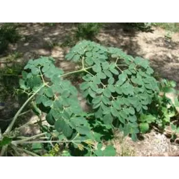 Natural Dried Moringa Leaves