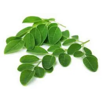  Moringa Leaves