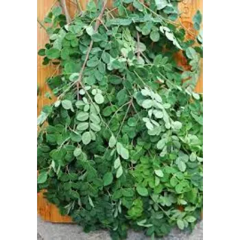 Natural Dried Moringa Leaves