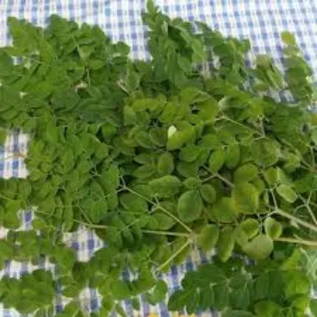 organic Moringa Leaves
