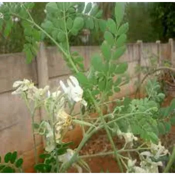 Natural  Moringa Leaves
