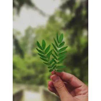 Natural Dried Moringa Leaves