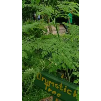 Dried Moringa Leaves