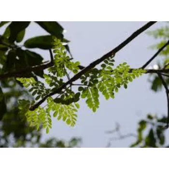 Organic Moringa Leaves