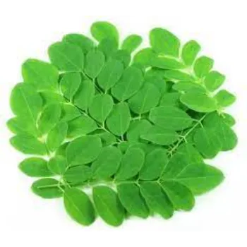 Fresh Moringa Leaves