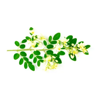 Fresh Moringa Leaves