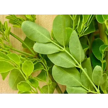 Dried Moringa Leaves