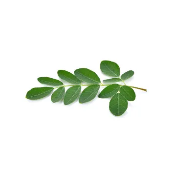 Fresh Moringa Leaves