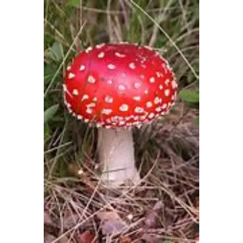 Mushroom