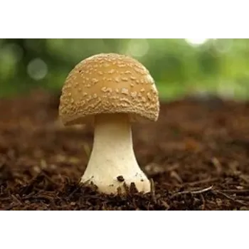 Mushroom