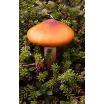 Mushroom
