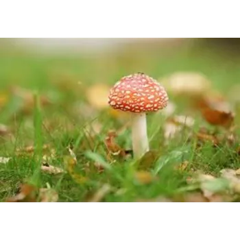 Mushroom